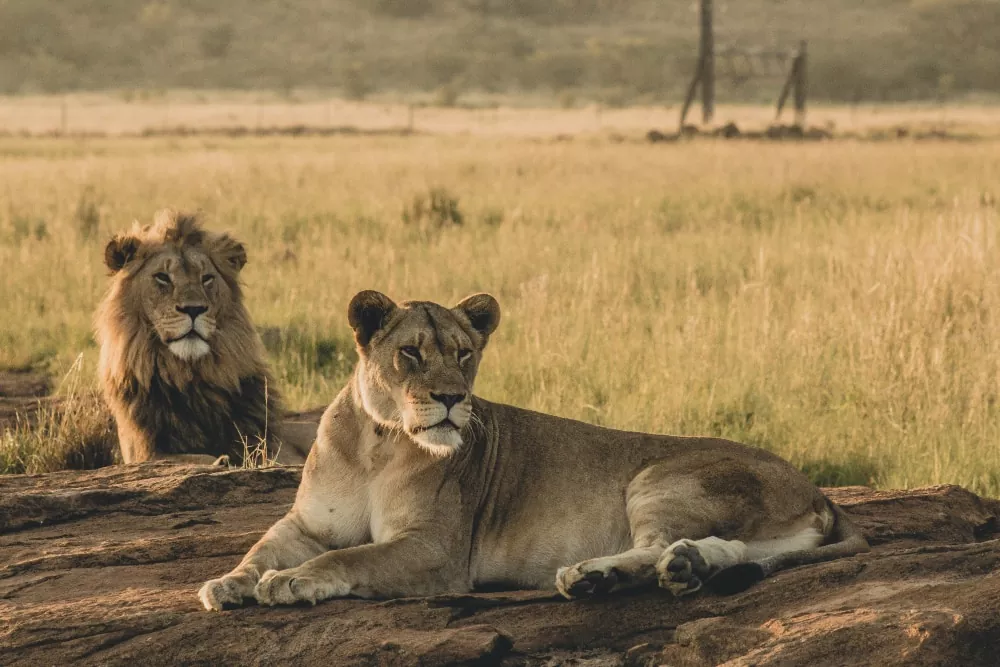 lion safari tour antalya